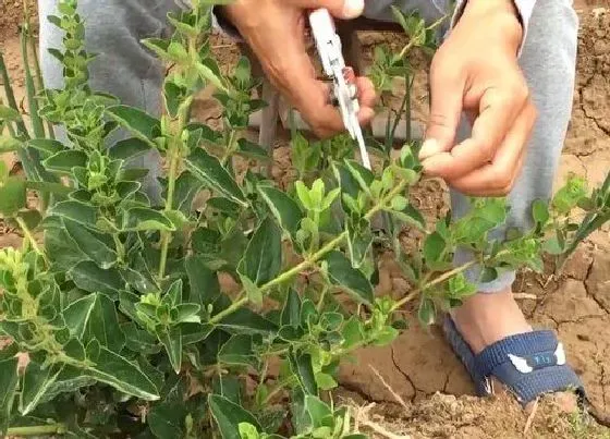 植物修剪|金银花什么时候剪枝合适