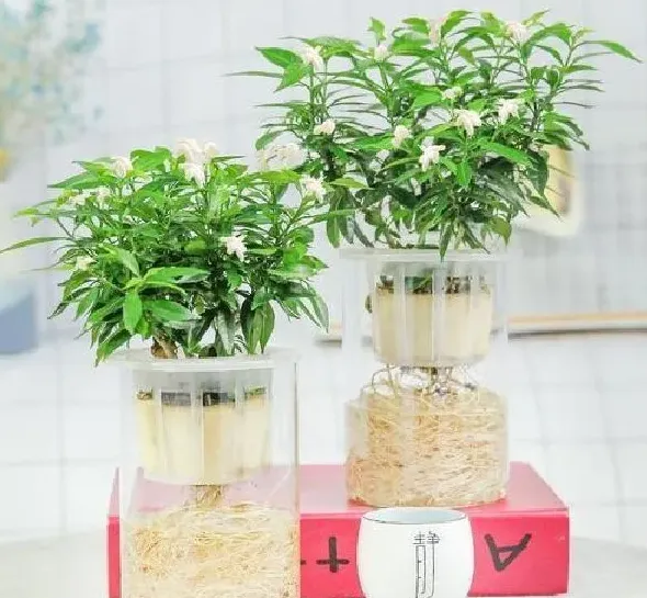养殖科普|风车茉莉能水培吗（水培风车茉莉的养殖方法和注意事项）