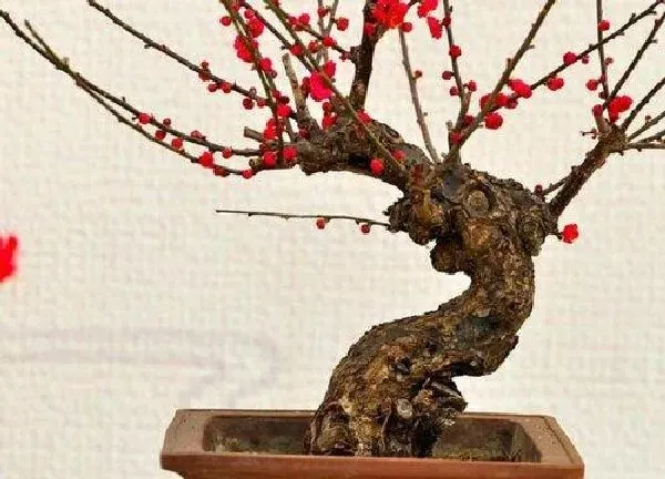 盆景|盆栽梅花的种植方法和注意事项