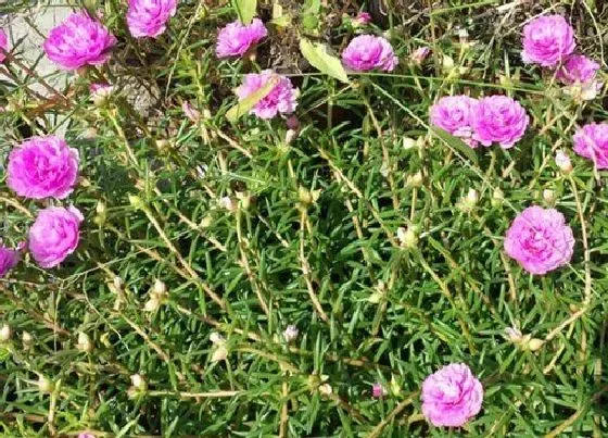 花卉百科|代表虚伪的花 什么花的花语是象征虚伪