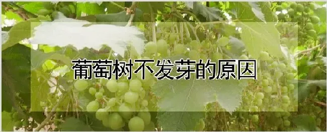 葡萄树不发芽的原因 | 种植资料