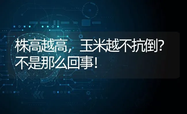 株高越高，玉米越不抗倒？不是那么回事！ | 粮油作物种植