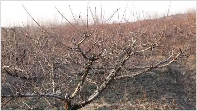 桃树冬季管理要点 | 种植资料