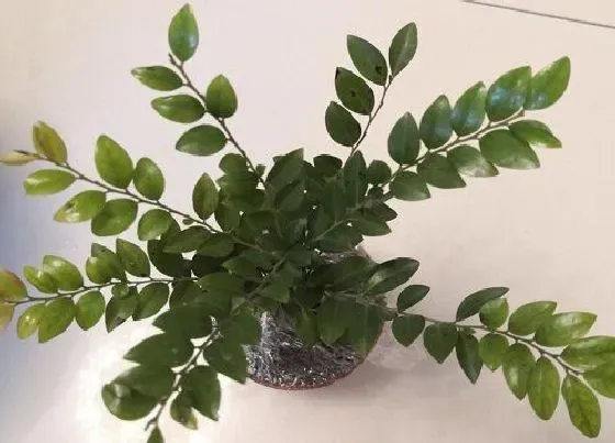 树之最|春天开花的树有哪些
