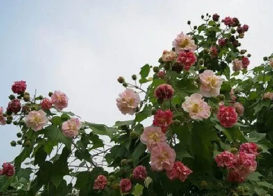 植物寓意|芙蓉花的寓意和象征