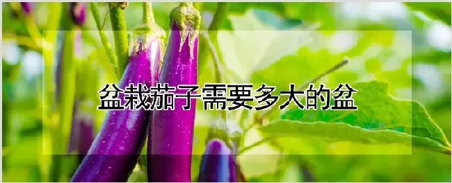 盆栽茄子需要多大的盆 | 耕种资料