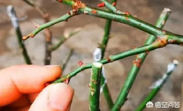 植物嫁接|蔷薇上能嫁接月季吗，蔷薇嫁接月季的优点与缺点）