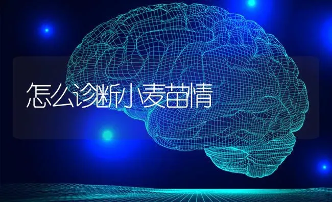 怎么诊断小麦苗情 | 粮油作物种植
