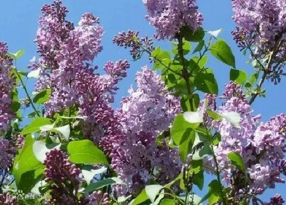 冬天植物|丁香花耐寒最低温度 冬季适应温度是多少