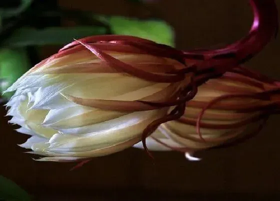 花朵诊疗|昙花怎么快速开花