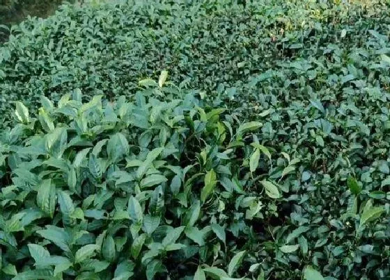 植物修剪|茶树怎么修剪方法