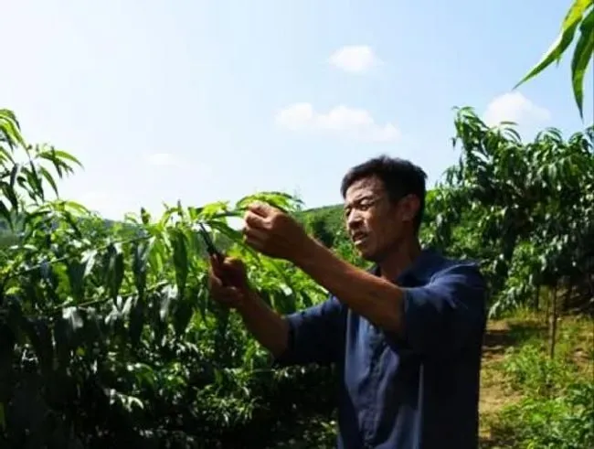 植物修剪|桃树什么时候剪枝最合适，桃树在什么季节修剪最好）