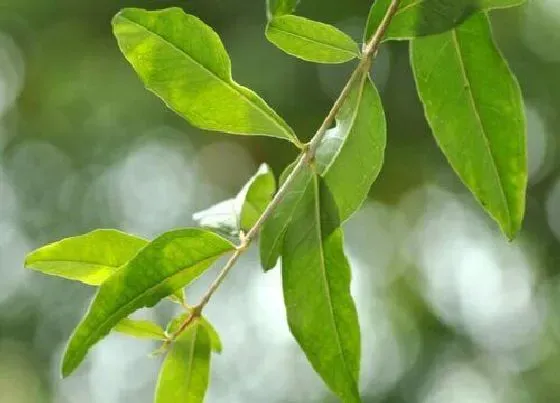 植物施肥|树叶可以做肥料吗