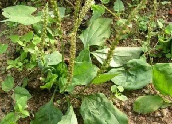 植物产地|车前子哪里产的最好