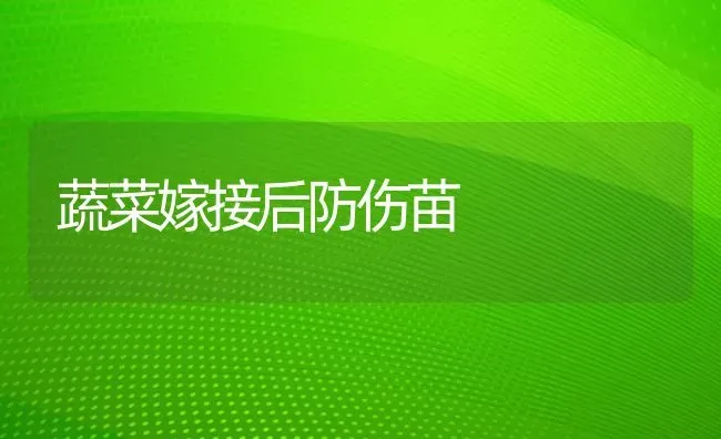 蔬菜嫁接后防伤苗 | 蔬菜种植