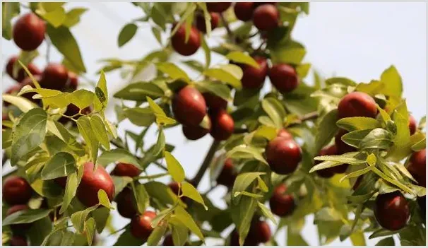 种植高产枣树的施肥技术介绍 | 农业技术