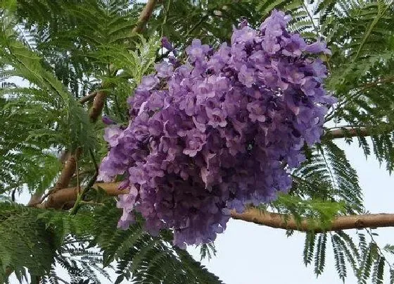 花期|蓝花楹的花期是什么时候