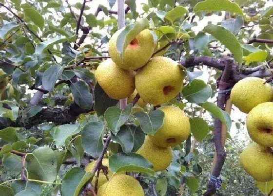 果实成熟|大头梨什么时候成熟 采摘时间