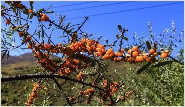 沙棘果的种植技术与注意事项 | 耕种资料