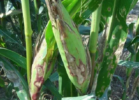 植物虫害|甜玉米病虫害防治方法与技术