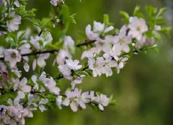 开花时间|车厘子什么时候开花 一般几月份开花