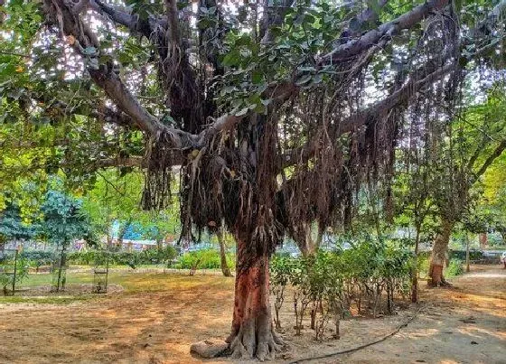 植物寓意|榕树代表什么象征意义