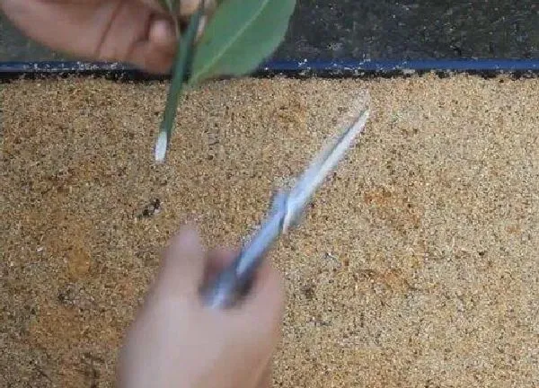 植物扦插|月月桂几月份扦插最好