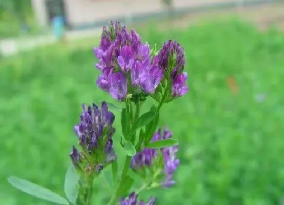 种植方法|紫花苜蓿草种植时间和方法