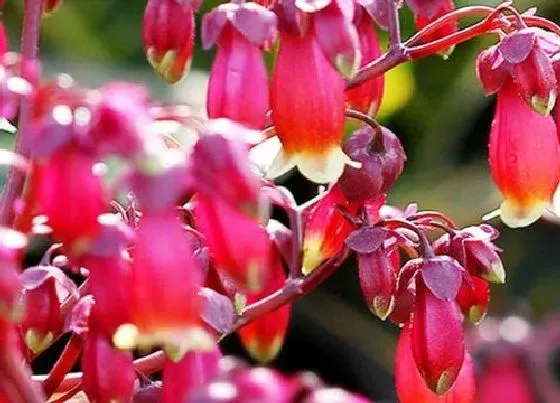 摆放常识|家里适合养灯笼花吗（灯笼花放在家里室内吉不吉利）