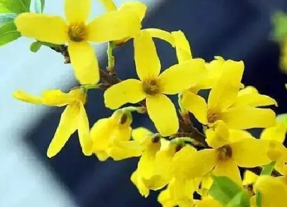 开花时间|金钟花什么时候开花 在几月份开放