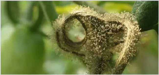 灰霉病的发病原因及药物治疗介绍 | 种植技术