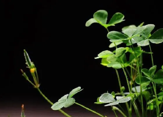 植物种类|三叶草是蕨类植物吗