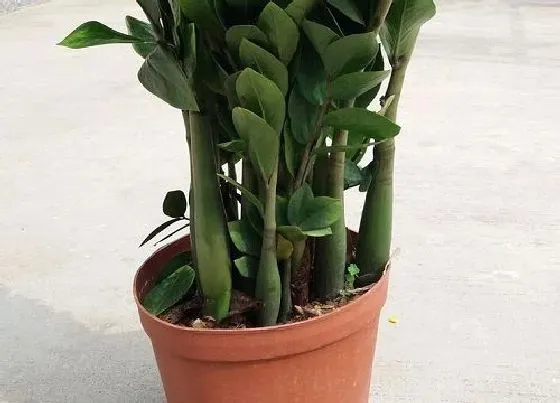 冬天植物|金钱树怕冷吗