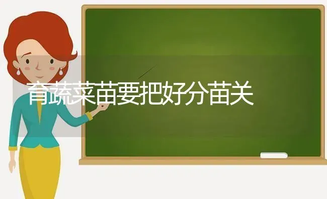 育蔬菜苗要把好分苗关 | 蔬菜种植