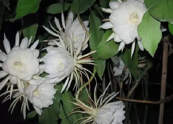 花朵诊疗|昙花怎么快速开花