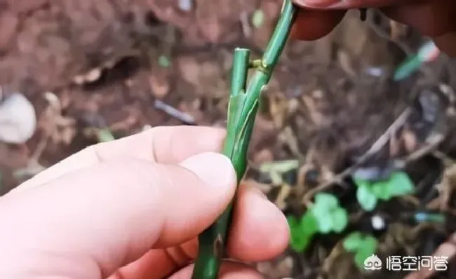 植物嫁接|蔷薇上能嫁接月季吗，蔷薇嫁接月季的优点与缺点）