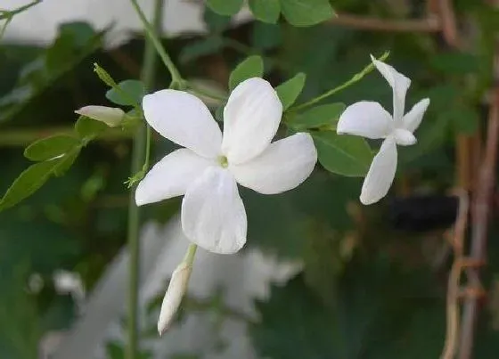 开花时间|茉莉花什么季节开花 开花时间与特点