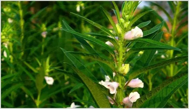 芝麻的种植方法 | 种植资料