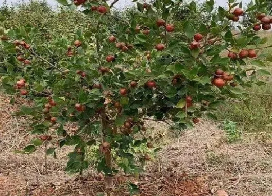 植物施肥|茶树花施什么肥最好