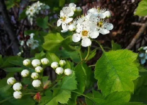 开花时间|山楂什么时候开花 一般几月份开