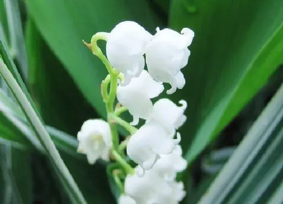 种植管理|铃兰花几月份种植合适