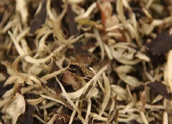 食用常识|老白茶属于什么茶系列 老白茶正确泡茶步骤与泡法