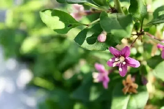 果实科普|黑枸杞几月开花结果 什么时候开花结果