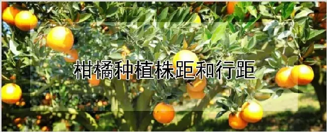 柑橘种植株距和行距 | 养殖技术