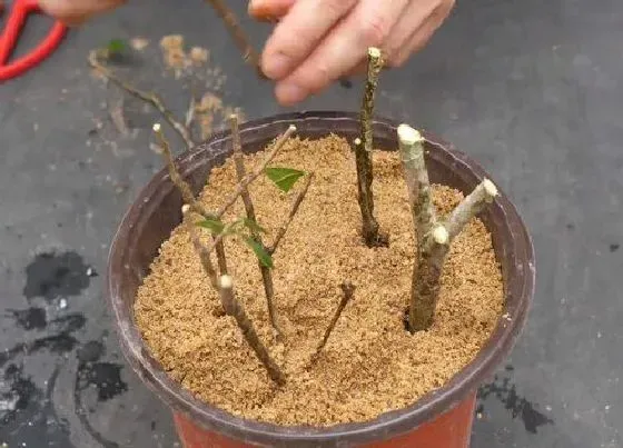 植物繁殖|枙子花扦插繁殖方法和注意事项