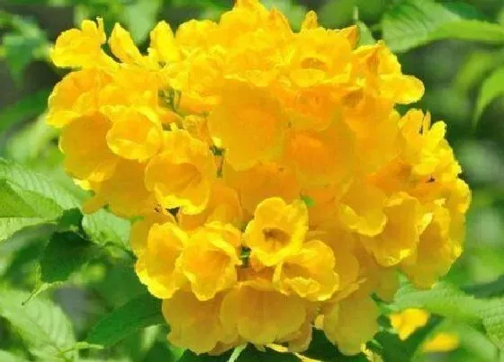 开花时间|金钟花什么时候开花 在几月份开放