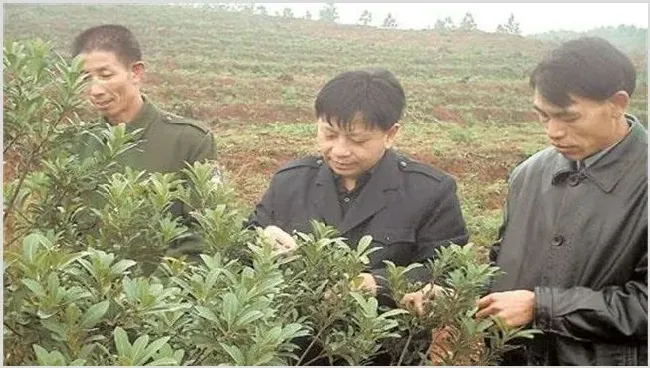 乌梅种植技术及注意事项 | 养殖技术