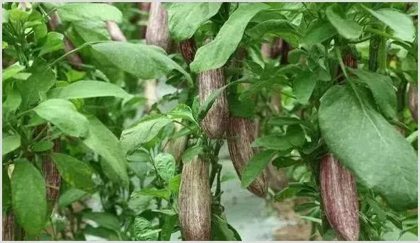 茄子想要高产，水肥管理很重要！ | 农业科普