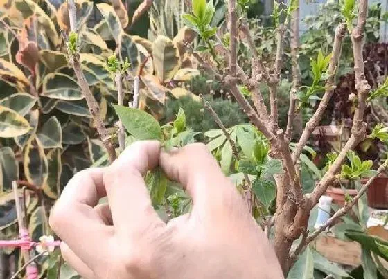 植物修剪|腊梅什么时候剪枝合适