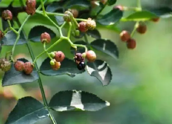 冬天植物|花椒耐寒吗